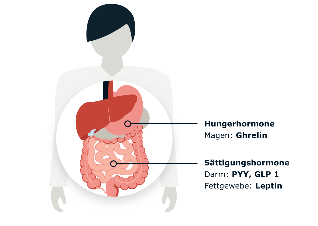 Infographic displaying the location of hunger and satiety hormones.